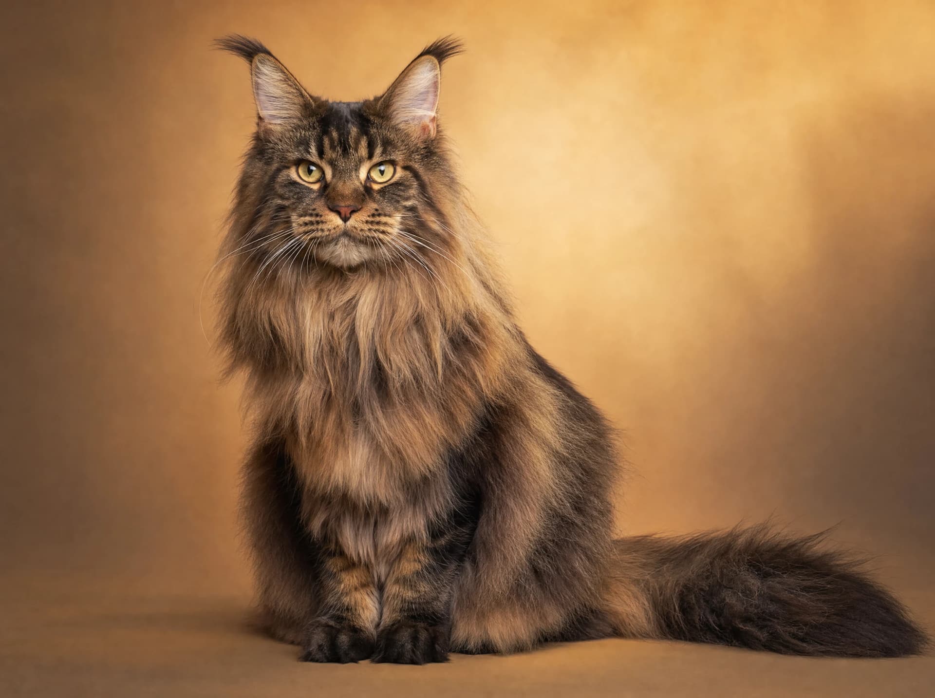 Maine Coon
