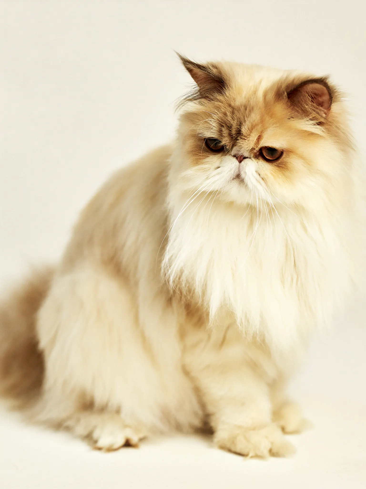 Kedi Bakımı