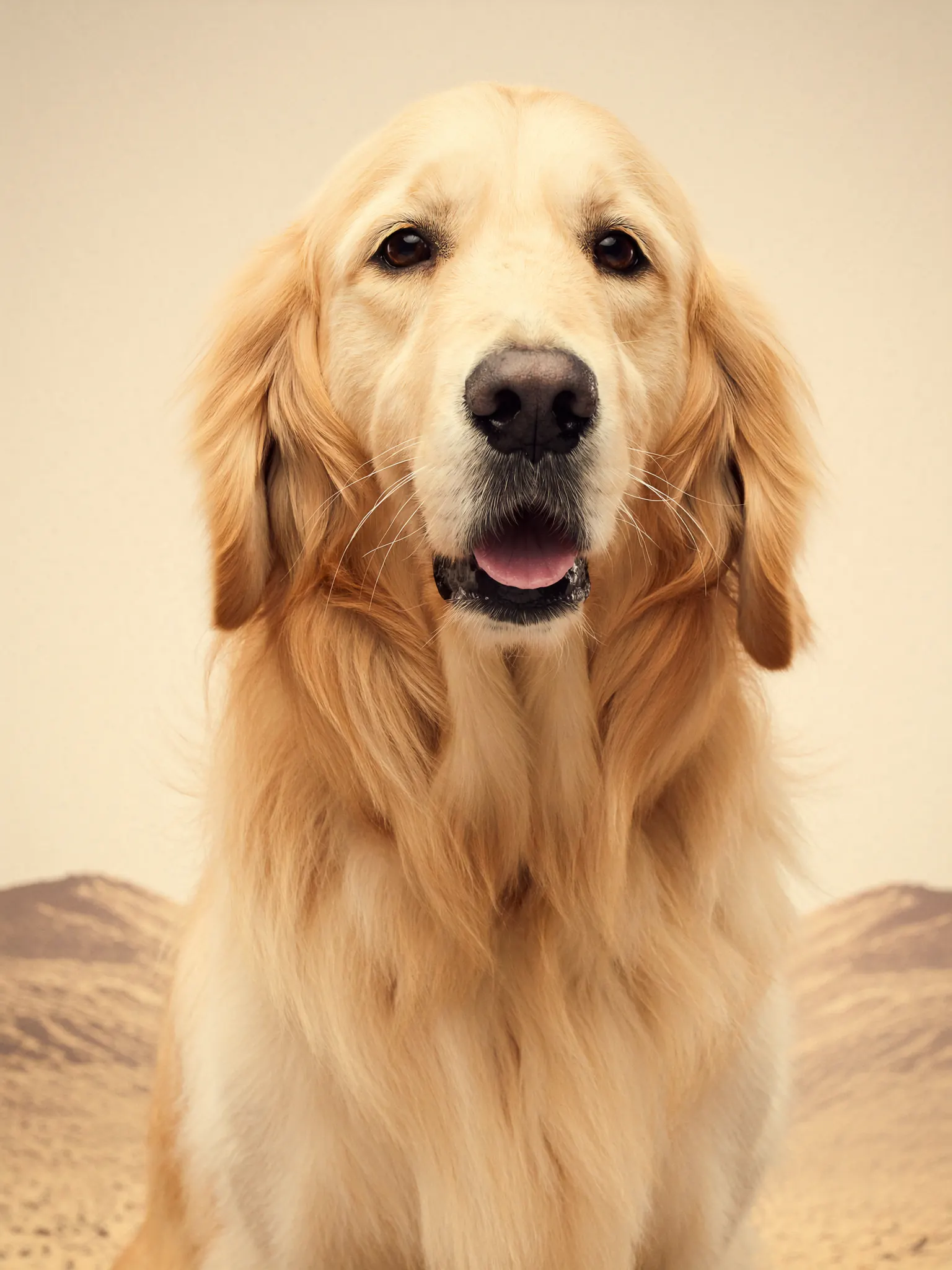 Köpek Bakımı